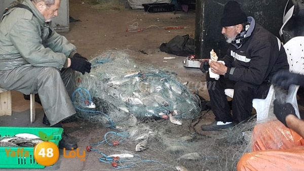 samak yaffa 3j53 (7).JPG